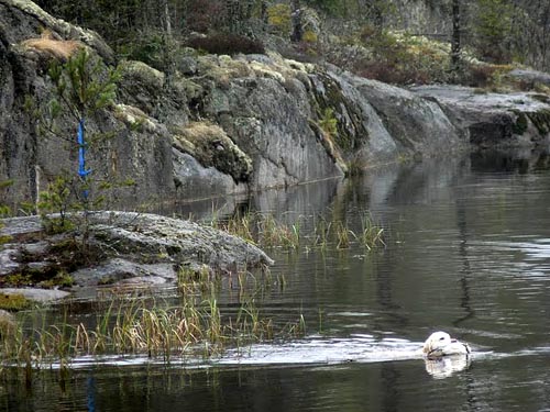 photo Markku Kastepohja