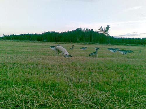 photo Patrik S�derlund 