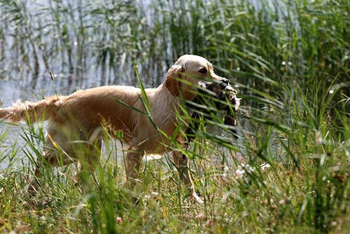 photo Pia Kyll�nen