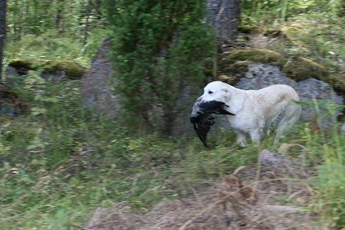 photo Pia Kyll�nen