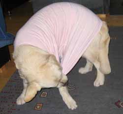 Alpo valmistautuu n�yttelyyn