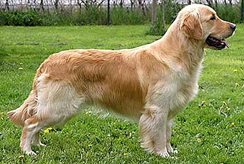 kuva Lena Widebeck
