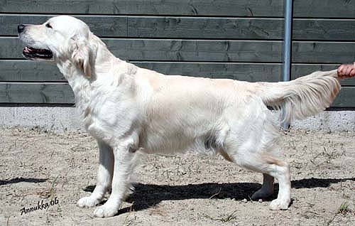 kuva  Annukka Koski, Rossi 11kk