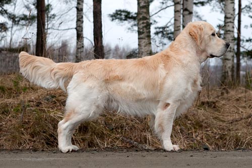 kuva Anna & Ramin Miraftabi