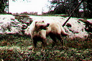 Kalle metsälookissa