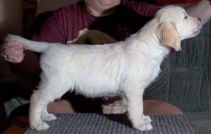 Sulo2 7 weeks