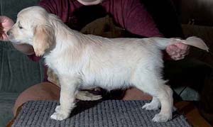 Pila 7 weeks