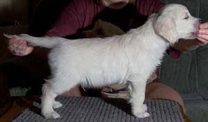 Tino 7 weeks