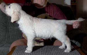 Arttu 7 weeks