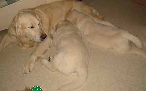 Veljekset viel� yhdess�