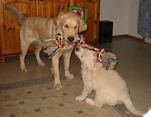 Joko vedettiin tai jahdattiin.