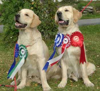 Korun velipojat rusetteineen